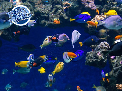 Blue-Planet-Aquarium-Discount