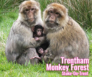 Trentham-Monkey-Forest-Day-Out-Discount