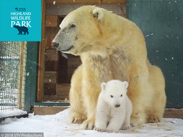 Highland Wildlife Park Baby Polar Bear's First Steps