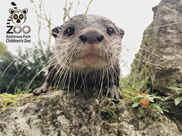 Battersea Park Zoo Otter