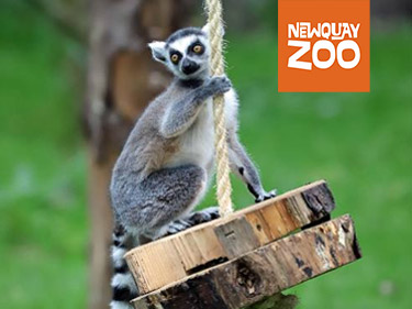 Lemur Hanging out at Newquay Zoo