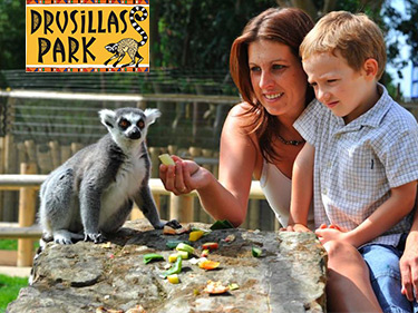 Feeding a Lemur at Drusillas Park