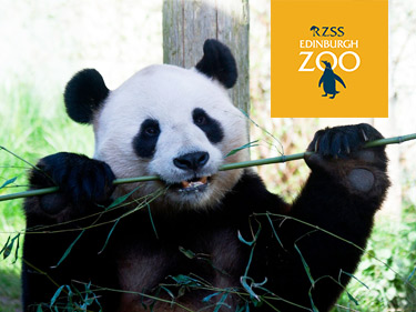 Edinburgh Zoo Panda