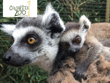 Colchester Zoo Baby Lemur Arrival