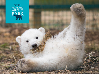 Highland Wildlife Park Baby Polar Bear