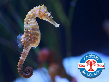 Seahorse at Anglesey Sea Zoo