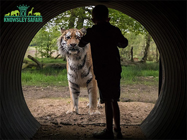 NEW Amur Tigers at Knowsley Safari Park Day Out