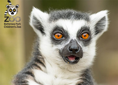 Battersea Park Zoo Lemur