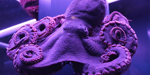 Sea Creature Exhibit - London Things To Do