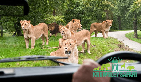 Knowsley Safari Park Family Adventure in Liverpool