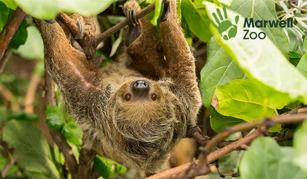 Rica the Sloth at Marwell Zoo