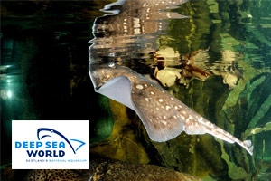 Sting Ray at Deep Sea World