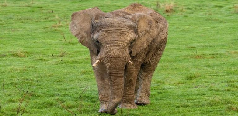 Knowsley Safari Park