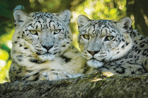 Father's Day Out, Marwell Zoo