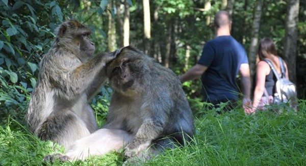 Monkey Forest