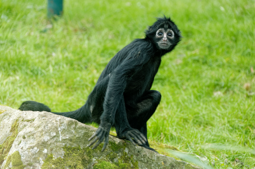 Twycross Zoo Day Out