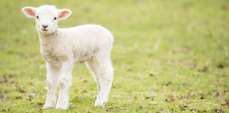 Spring Lamb at Thrift Farm